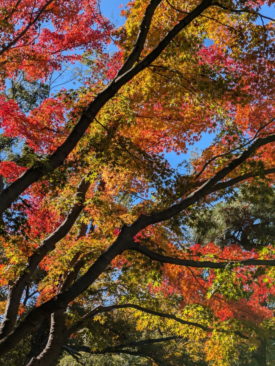 LINE_ALBUM_20241128  木曜定例会_250522_2